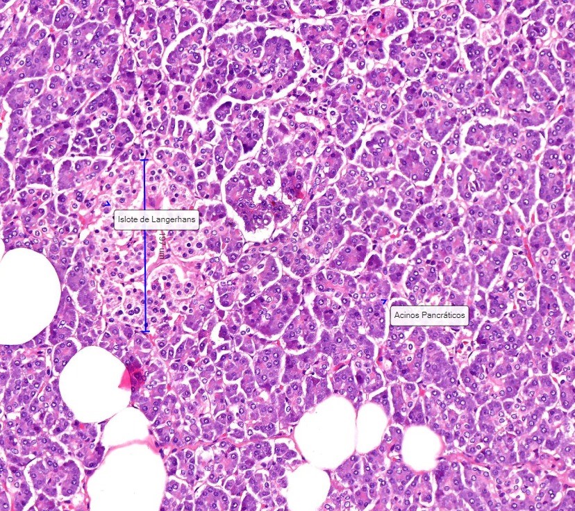 P Ncreas Endrocrino Laboratorio De Biolog A Interactiva