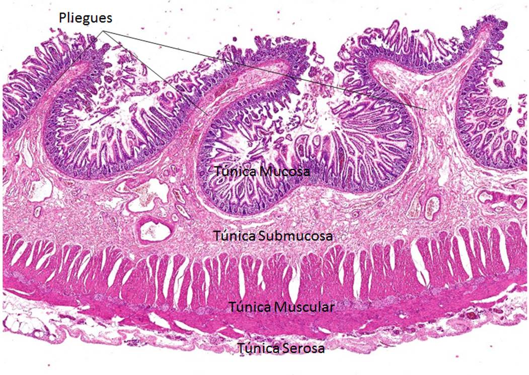 Intestino Delgado Laboratorio De Biología Interactiva